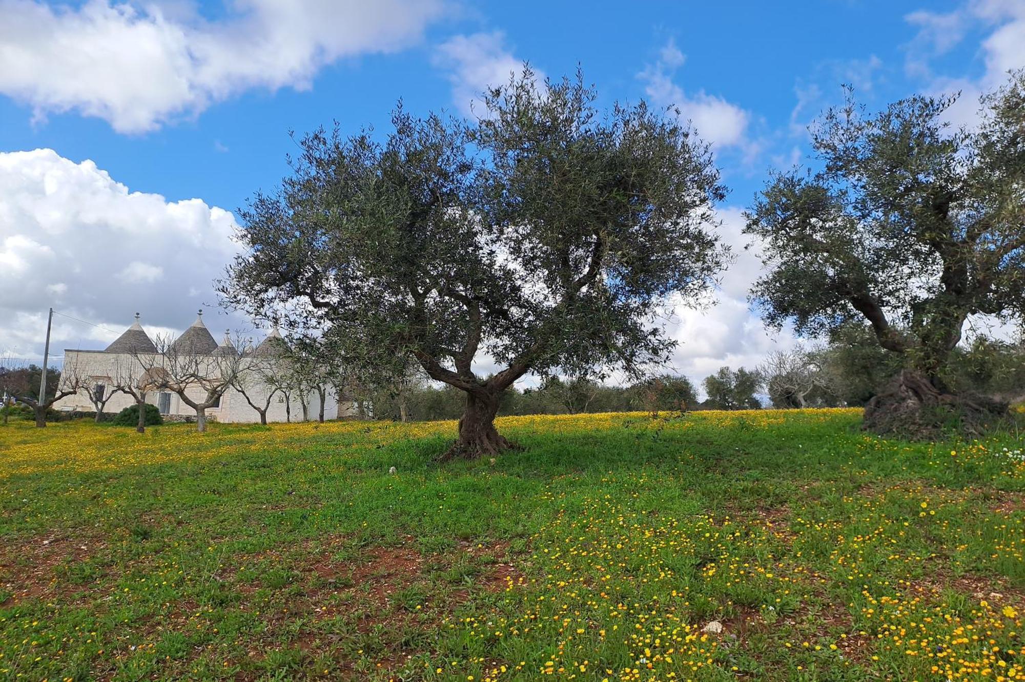 Trulli Carlo Anna